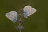 Icarusblauwtje 11 - Polyommatus icarus